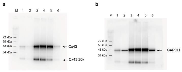 https://cdn.ncbi.nlm.nih.gov/pmc/blobs/3611/8745637/778592bbb025/ijms-23-00294-g0A1.jpg