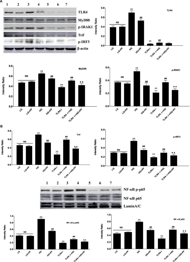 https://cdn.ncbi.nlm.nih.gov/pmc/blobs/3612/6540689/244b8bdb5746/fphar-10-00566-g007.jpg