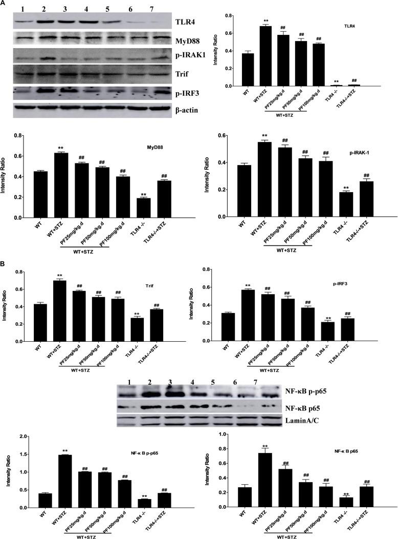 https://cdn.ncbi.nlm.nih.gov/pmc/blobs/3612/6540689/4eccadbc61d7/fphar-10-00566-g003.jpg