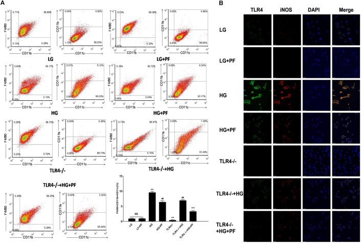 https://cdn.ncbi.nlm.nih.gov/pmc/blobs/3612/6540689/679d976719c8/fphar-10-00566-g005.jpg