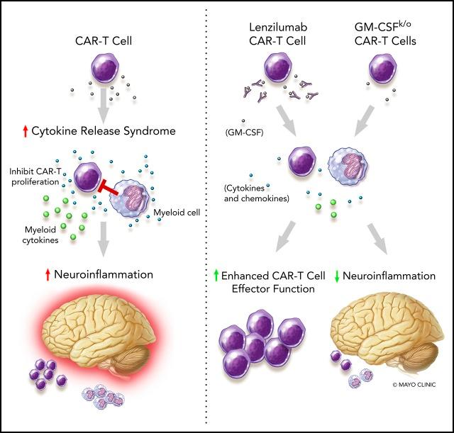 https://cdn.ncbi.nlm.nih.gov/pmc/blobs/3614/6376281/a896bf5f5b0d/blood881722absf1.jpg