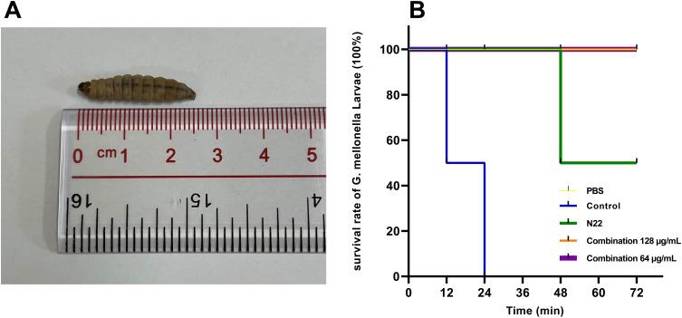 https://cdn.ncbi.nlm.nih.gov/pmc/blobs/3615/11995918/5eb55cf4d36b/IDR-18-1807-g0005.jpg