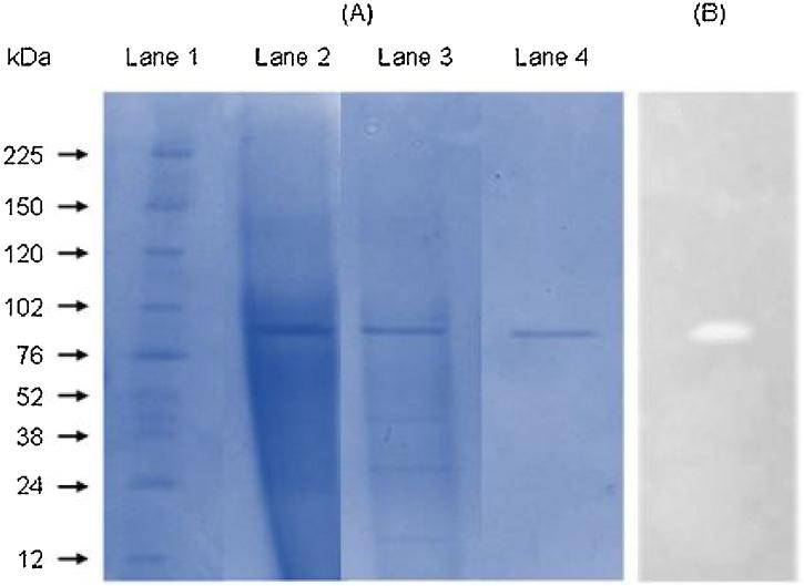 https://cdn.ncbi.nlm.nih.gov/pmc/blobs/361d/7264062/ba0a54e4f539/gr6.jpg