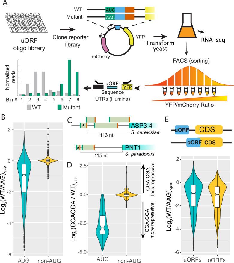 https://cdn.ncbi.nlm.nih.gov/pmc/blobs/3624/10259493/2aa86ce7c9c1/elife-69611-fig1.jpg