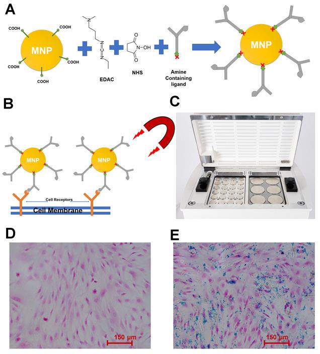 https://cdn.ncbi.nlm.nih.gov/pmc/blobs/3626/10821094/06502f7595c1/pharmaceutics-16-00021-g001.jpg