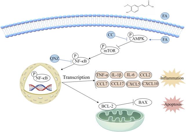 https://cdn.ncbi.nlm.nih.gov/pmc/blobs/3626/11390509/cd2f2752f1ce/fphar-15-1420602-g009.jpg