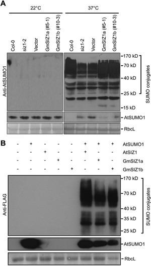 https://cdn.ncbi.nlm.nih.gov/pmc/blobs/3626/5248596/13fddec243c9/JIPB-59-2-g005.jpg