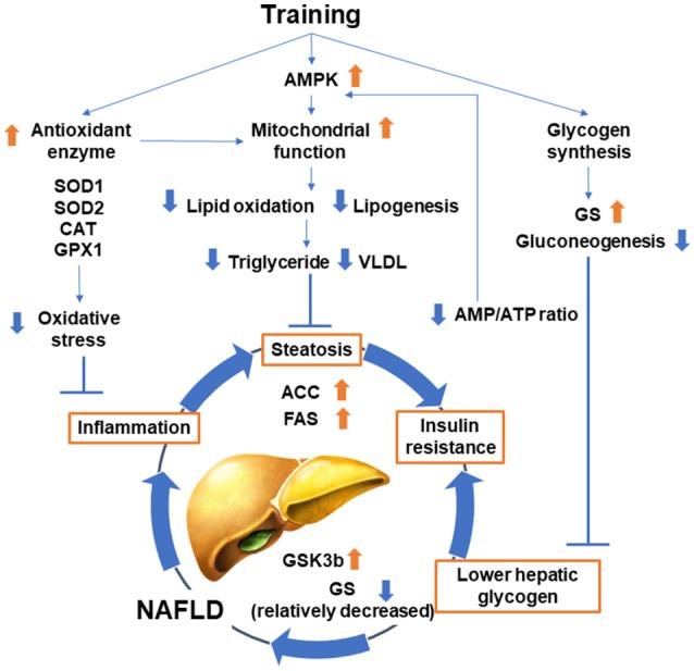 https://cdn.ncbi.nlm.nih.gov/pmc/blobs/362a/6196235/5b9fd7b64fc9/fendo-09-00588-g0002.jpg