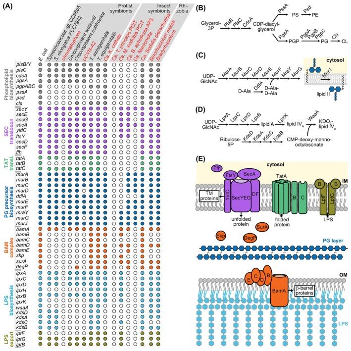 https://cdn.ncbi.nlm.nih.gov/pmc/blobs/3630/12176269/12c0b6acaaf2/FEBS-292-2992-g004.jpg