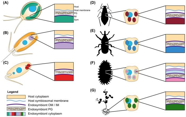 https://cdn.ncbi.nlm.nih.gov/pmc/blobs/3630/12176269/8e74d6cb8cf0/FEBS-292-2992-g005.jpg