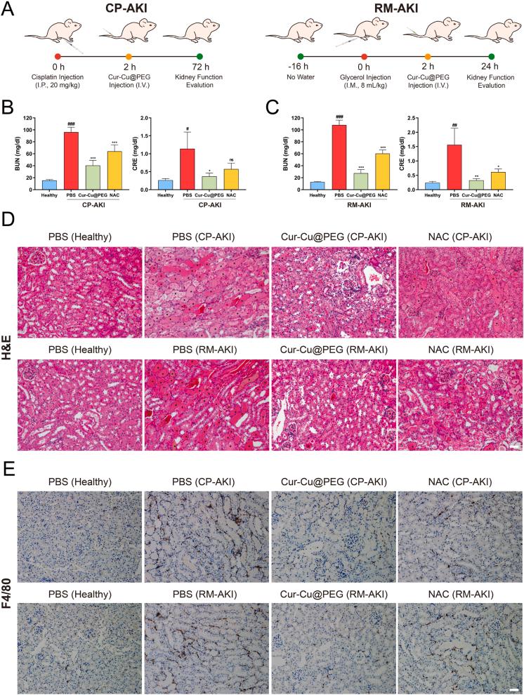 https://cdn.ncbi.nlm.nih.gov/pmc/blobs/3631/12088824/0118c0264834/gr5.jpg