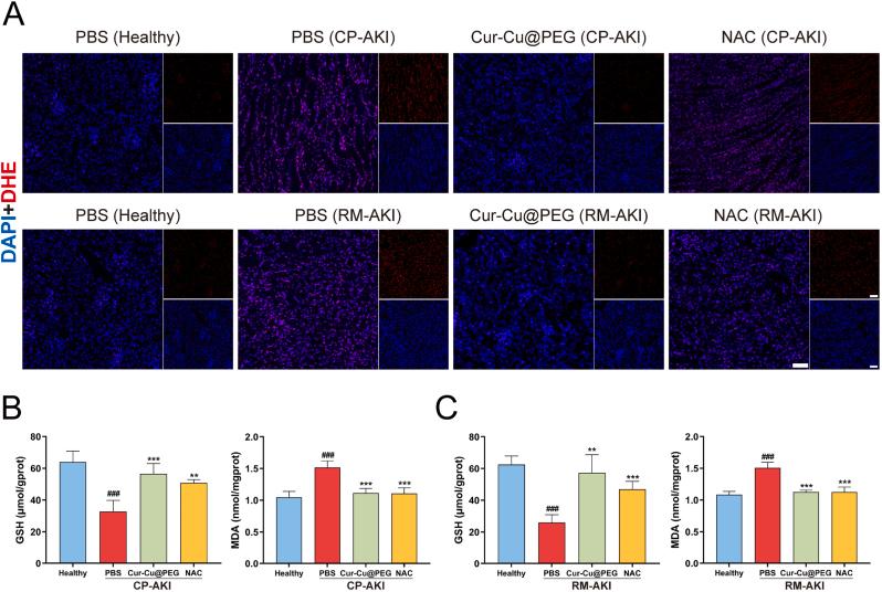 https://cdn.ncbi.nlm.nih.gov/pmc/blobs/3631/12088824/1570923a756e/gr6.jpg