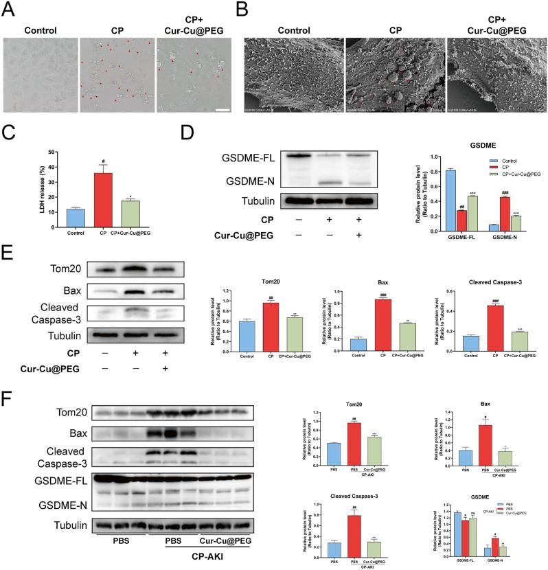 https://cdn.ncbi.nlm.nih.gov/pmc/blobs/3631/12088824/64399eeeeeb4/gr8.jpg