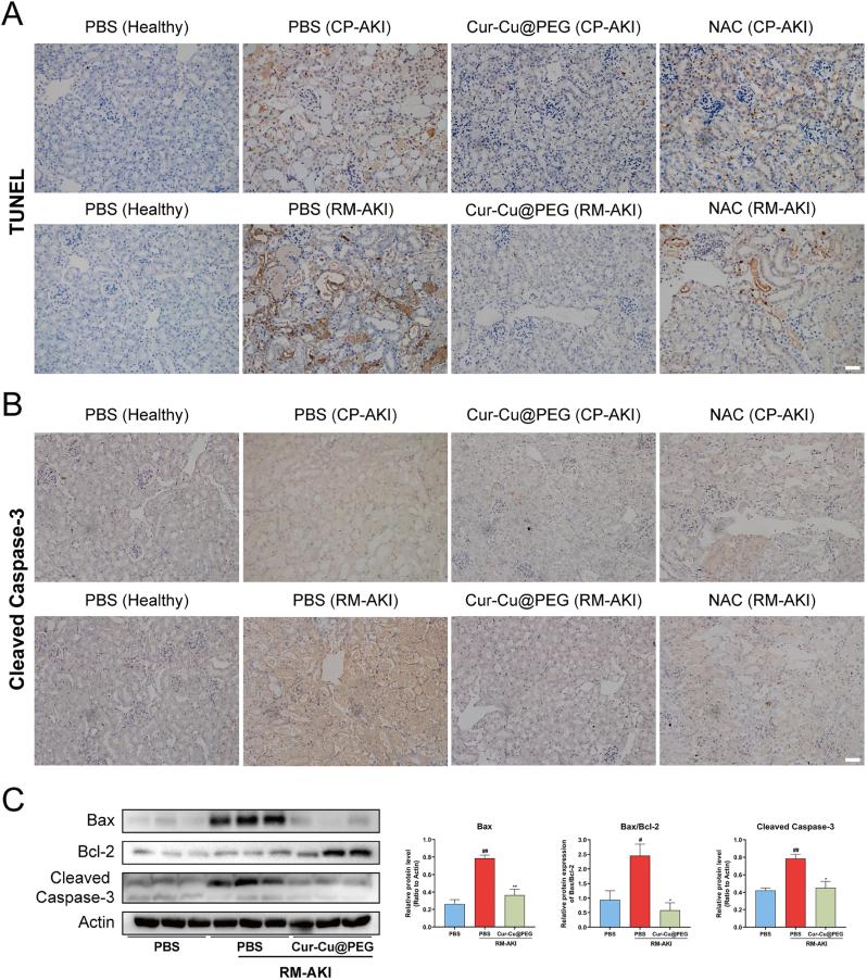 https://cdn.ncbi.nlm.nih.gov/pmc/blobs/3631/12088824/723a0ffc7fde/gr7.jpg