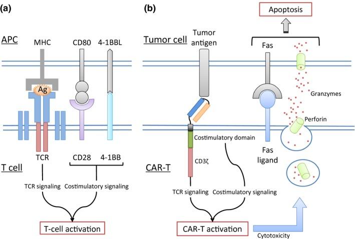 https://cdn.ncbi.nlm.nih.gov/pmc/blobs/3631/5480083/3d49364c3807/CAS-108-1109-g002.jpg
