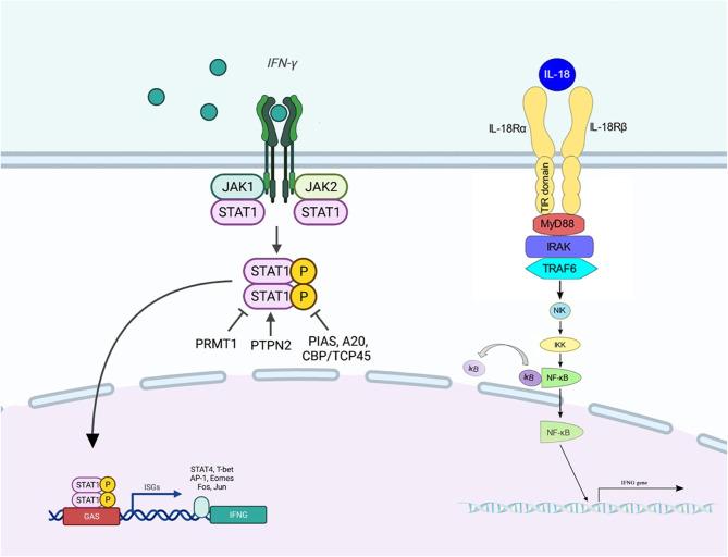 https://cdn.ncbi.nlm.nih.gov/pmc/blobs/3632/11557838/1dd012a0650a/41598_2024_78220_Fig7_HTML.jpg