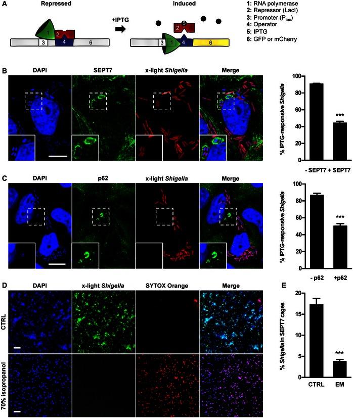 https://cdn.ncbi.nlm.nih.gov/pmc/blobs/3636/4931556/9b29635a5981/EMBR-17-1029-g002.jpg