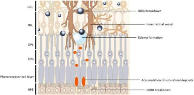 https://cdn.ncbi.nlm.nih.gov/pmc/blobs/3637/11837441/64827cedc17a/40942_2025_643_Fig5_HTML.jpg
