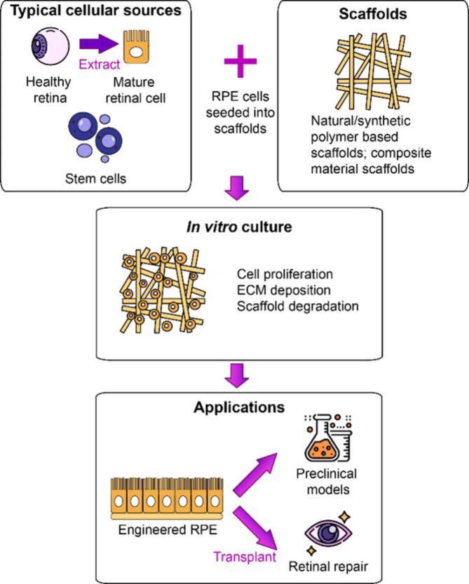 https://cdn.ncbi.nlm.nih.gov/pmc/blobs/3637/11837441/a09e1d78b361/40942_2025_643_Fig8_HTML.jpg