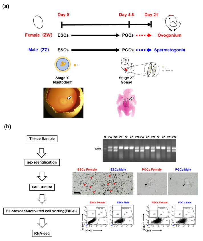 https://cdn.ncbi.nlm.nih.gov/pmc/blobs/3637/7760303/bb73187348e4/animals-10-02228-g001.jpg