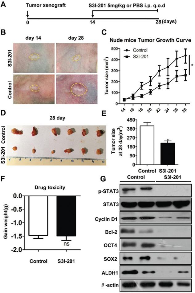 https://cdn.ncbi.nlm.nih.gov/pmc/blobs/363f/4747200/85a7b3f0a3e2/oncotarget-06-41944-g003.jpg