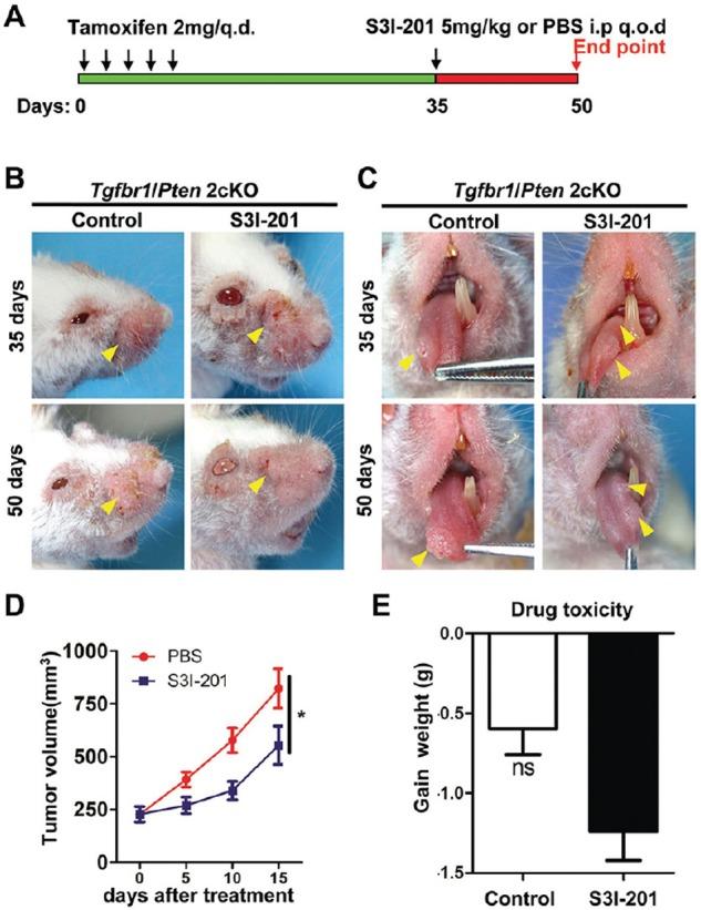 https://cdn.ncbi.nlm.nih.gov/pmc/blobs/363f/4747200/a146a6c7e973/oncotarget-06-41944-g004.jpg