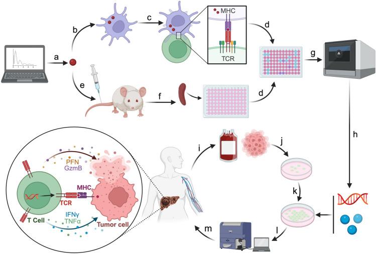 https://cdn.ncbi.nlm.nih.gov/pmc/blobs/3643/12214192/660a2ec92ee2/262_2025_4122_Fig2_HTML.jpg