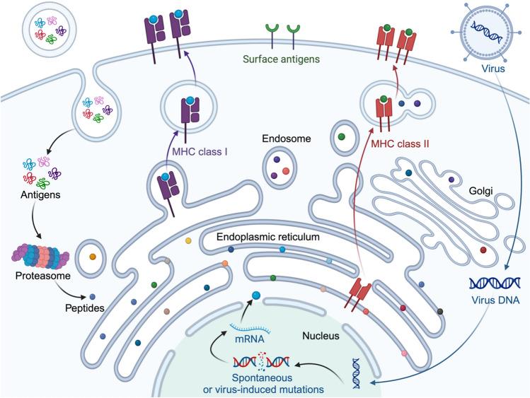 https://cdn.ncbi.nlm.nih.gov/pmc/blobs/3643/12214192/967c59a579af/262_2025_4122_Fig1_HTML.jpg