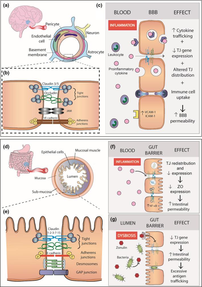 https://cdn.ncbi.nlm.nih.gov/pmc/blobs/3648/9290537/a10711df7ccd/EJN-55-2851-g001.jpg