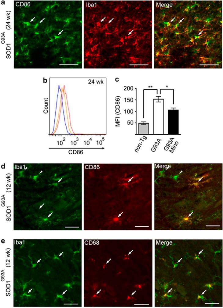 https://cdn.ncbi.nlm.nih.gov/pmc/blobs/3649/3613832/1548060c34da/cddis201354f5.jpg