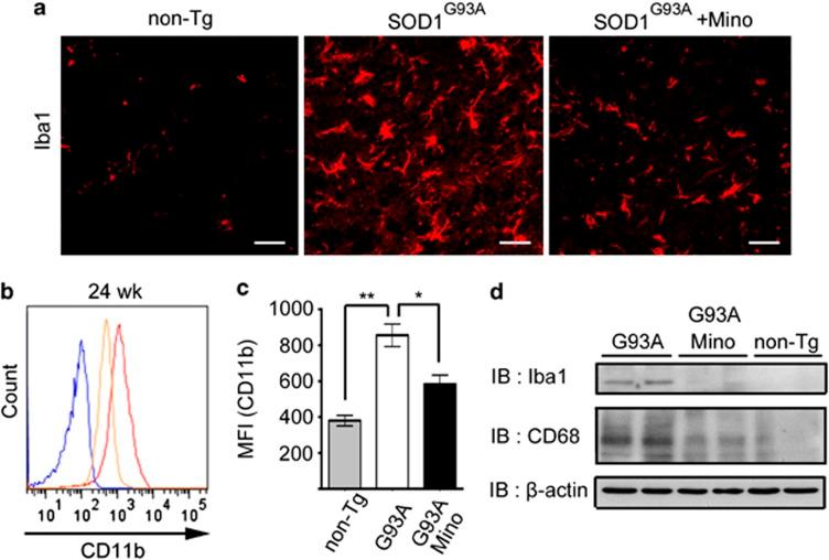 https://cdn.ncbi.nlm.nih.gov/pmc/blobs/3649/3613832/9d0679f80738/cddis201354f2.jpg