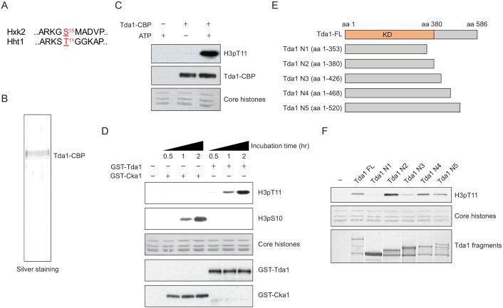 https://cdn.ncbi.nlm.nih.gov/pmc/blobs/364e/7781599/3069cd36817c/elife-64588-fig4.jpg
