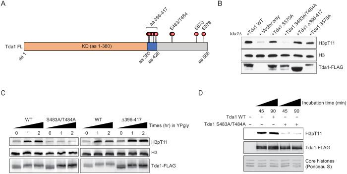 https://cdn.ncbi.nlm.nih.gov/pmc/blobs/364e/7781599/c441d8f91aff/elife-64588-fig6.jpg