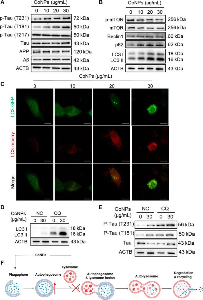 https://cdn.ncbi.nlm.nih.gov/pmc/blobs/364f/11394346/3a383494bccd/nn4c05249_0006.jpg