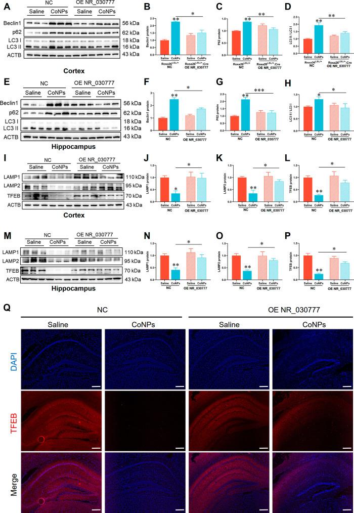 https://cdn.ncbi.nlm.nih.gov/pmc/blobs/364f/11394346/7bf03e41b0b2/nn4c05249_0013.jpg