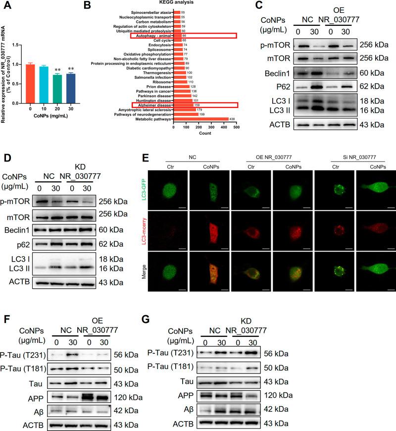 https://cdn.ncbi.nlm.nih.gov/pmc/blobs/364f/11394346/ad6af19946f4/nn4c05249_0007.jpg
