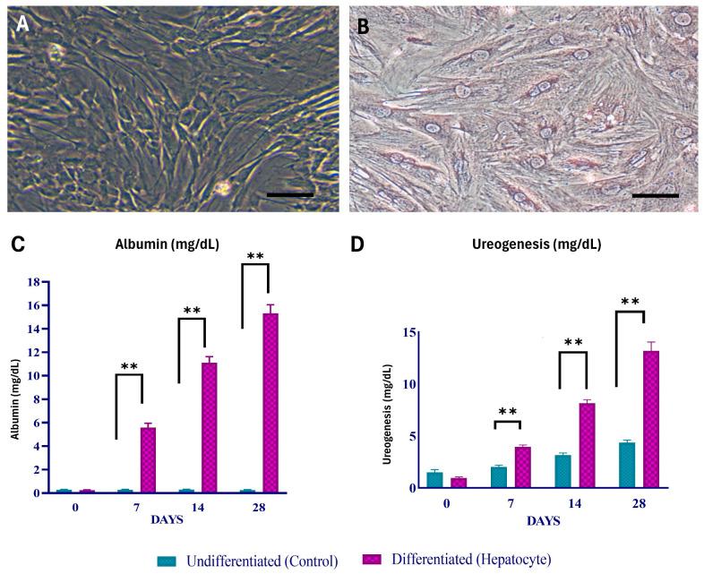 https://cdn.ncbi.nlm.nih.gov/pmc/blobs/3651/10931218/7de4861bbcb6/cells-13-00404-g002.jpg