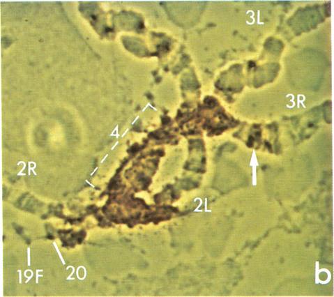 https://cdn.ncbi.nlm.nih.gov/pmc/blobs/3651/279926/7043c918297d/pnas00259-0036-a.jpg