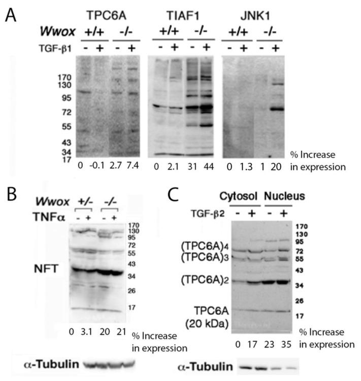 https://cdn.ncbi.nlm.nih.gov/pmc/blobs/3651/9739312/6c12f390585a/ijms-23-14510-g001.jpg