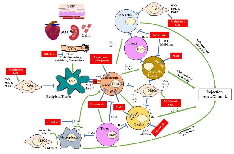 https://cdn.ncbi.nlm.nih.gov/pmc/blobs/365b/8835747/eed23dc80647/ijms-23-01592-g001.jpg