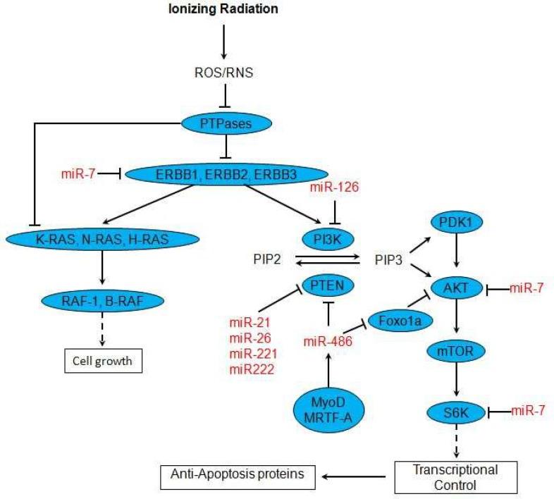 https://cdn.ncbi.nlm.nih.gov/pmc/blobs/365e/3920513/d556fe8f5e3b/ijmcm-1-178-g004.jpg