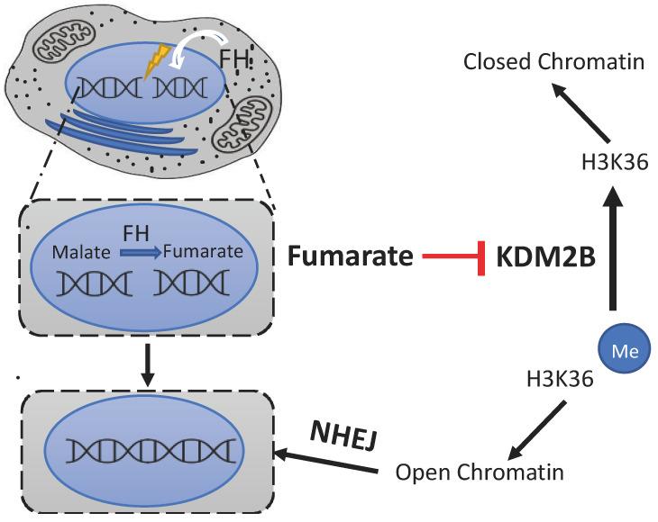 https://cdn.ncbi.nlm.nih.gov/pmc/blobs/3660/11355010/76cb18f3b770/ijms-25-09054-g004.jpg