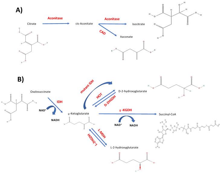 https://cdn.ncbi.nlm.nih.gov/pmc/blobs/3660/11355010/7801e574bff1/ijms-25-09054-g002.jpg