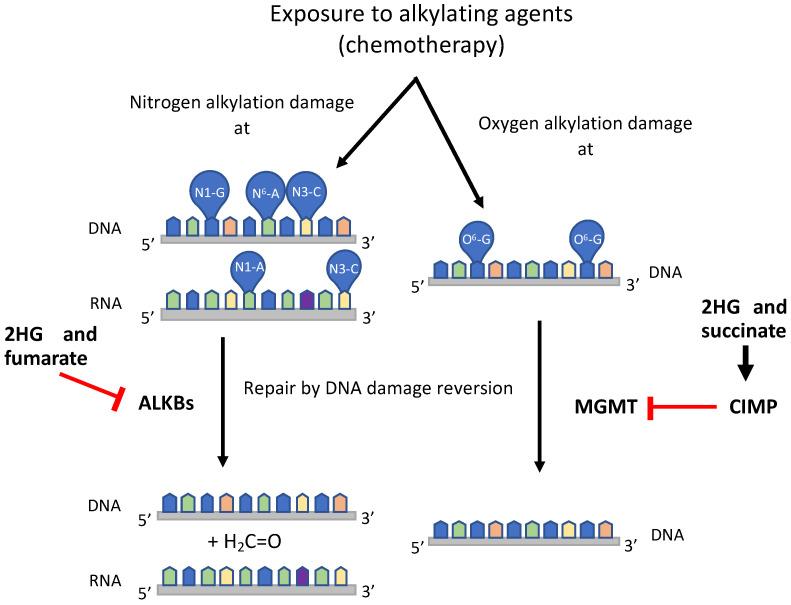 https://cdn.ncbi.nlm.nih.gov/pmc/blobs/3660/11355010/cb383f3c4283/ijms-25-09054-g003.jpg