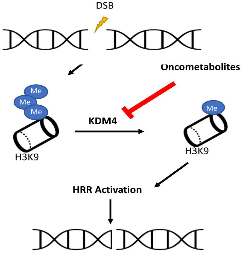 https://cdn.ncbi.nlm.nih.gov/pmc/blobs/3660/11355010/e0d11859eee0/ijms-25-09054-g005.jpg