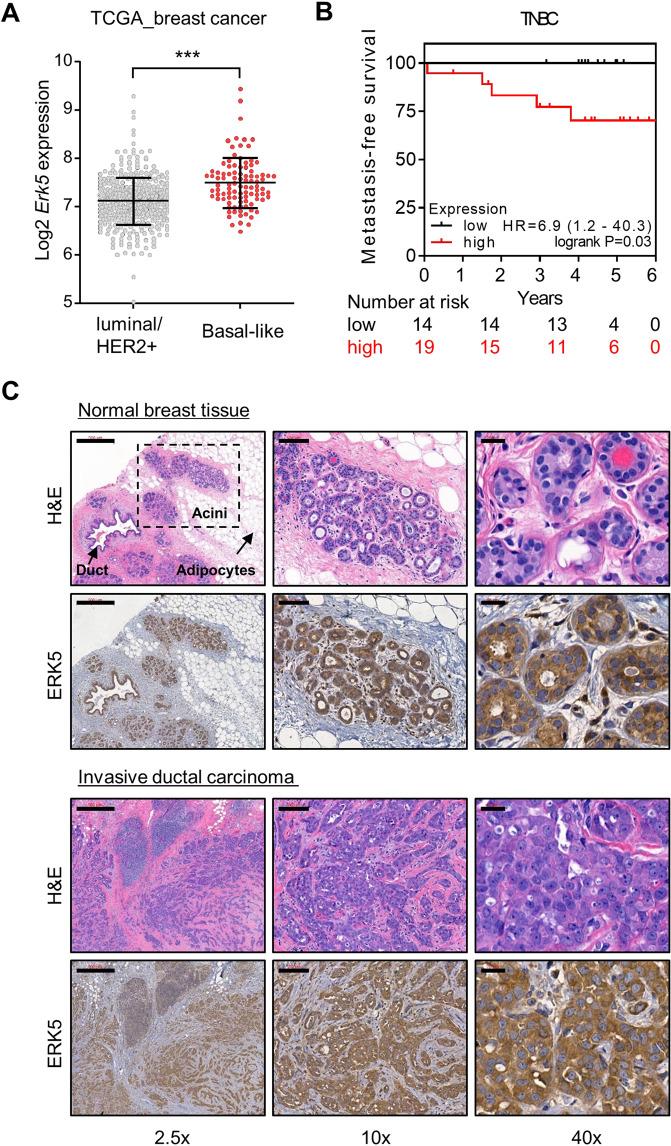 https://cdn.ncbi.nlm.nih.gov/pmc/blobs/3663/8195737/be97d1703fcc/41388_2021_1798_Fig2_HTML.jpg