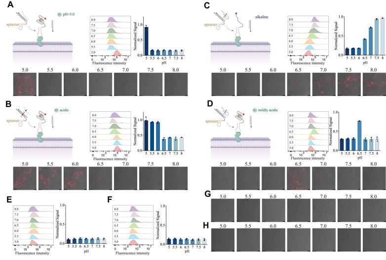 https://cdn.ncbi.nlm.nih.gov/pmc/blobs/366b/12412784/aad946eade2d/gkaf849fig4.jpg