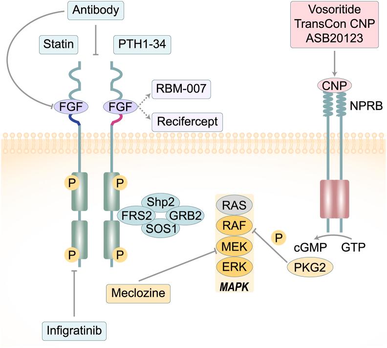 https://cdn.ncbi.nlm.nih.gov/pmc/blobs/366d/12008630/51c289ccc1c3/gr2.jpg