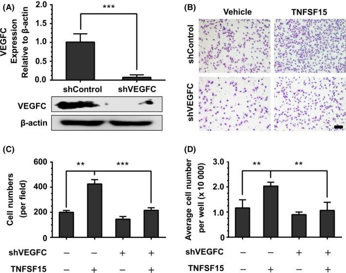 https://cdn.ncbi.nlm.nih.gov/pmc/blobs/366f/6113425/3a09bbed2643/CAS-109-2469-g006.jpg