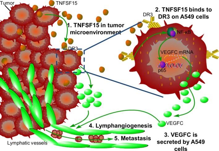 https://cdn.ncbi.nlm.nih.gov/pmc/blobs/366f/6113425/4bee9d77394f/CAS-109-2469-g007.jpg